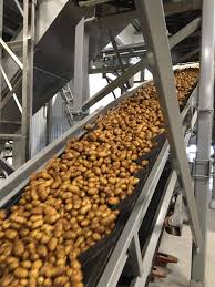 Belt Conveyors